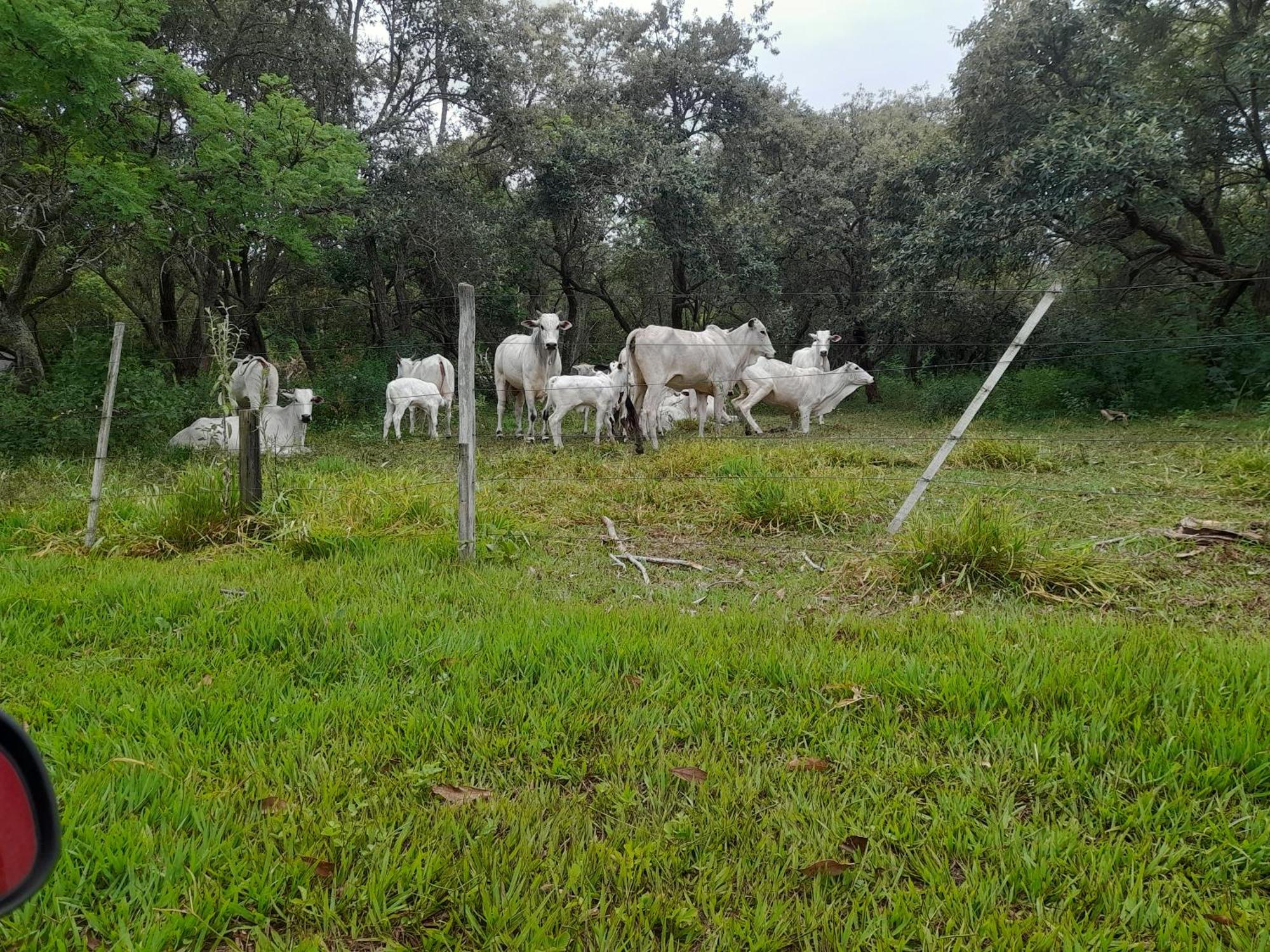 Hotel Fazenda Recanto Do Monte Alegre 皮拉茹 外观 照片